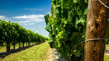 domaine viticole